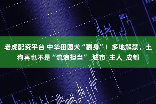 老虎配资平台 中华田园犬“翻身”！多地解禁，土狗再也不是“流浪担当”_城市_主人_成都